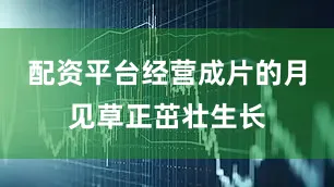 配资平台经营成片的月见草正茁壮生长